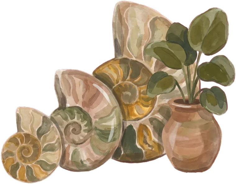 Ilustração de três amonites de tamanhos crescentes enfileiradas ao lado de um vaso de folhas largas